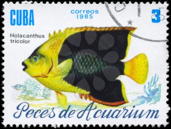 CUBA - CIRCA 1985: A Stamp printed in CUBA shows image of a Holacanthus tricolor from the series Aquarium Fish, circa 1985