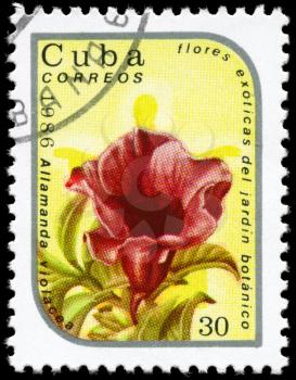 CUBA - CIRCA 1986: A Stamp printed in CUBA shows image of a Allamanda violacea, from the series Exotic flowers in the Botanical Gardens, circa 1986