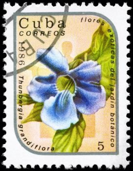 CUBA - CIRCA 1986: A Stamp printed in CUBA shows image of a Thunbergia grandiflora, from the series Exotic flowers in the Botanical Gardens, circa 1986