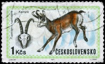 CZECHOSLOVAKIA - CIRCA 1971: A Stamp printed in CZECHOSLOVAKIA shows the image of the Chamois with the description Rupicapra rupicapra from the series World Hunting Exhib., circa 1971