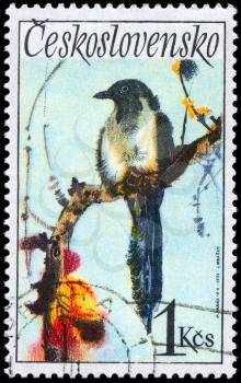 CZECHOSLOVAKIA - CIRCA 1972: A Stamp shows image of a Magpie, series, circa 1972