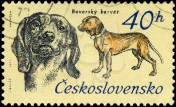 CZECHOSLOVAKIA - CIRCA 1973: A Stamp printed in CZECHOSLOVAKIA shows image of a Bavarian Hunting Dog from the series Hunting Dogs, circa 1973