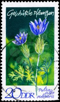 GDR - CIRCA 1969: A Stamp shows image of a Pasqueflower with the designation Pulsatilla vulgaris from the series Protected Plants, circa 1969