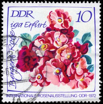 GDR - CIRCA 1972: A Stamp printed in GDR shows image of a Bergers Erfurt Rose, from the series International Rose Exhibition, circa 1972