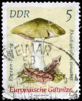 GDR - circa 1974: A Stamp printed in GDR shows image of the Entoloma sinuatum, from the series Poisonous European Mushrooms, circa 1974