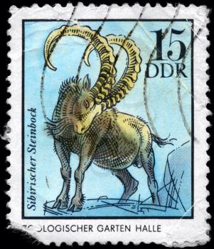 GDR - CIRCA 1975: A Stamp printed in GDR shows the image of the Siberian Chamois, Halle, from the series German Zoological Gardens, circa 1975