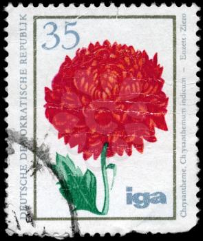GDR - CIRCA 1975: A Stamp printed in GDR shows image of a Chrysanthemum, series, circa 1975
