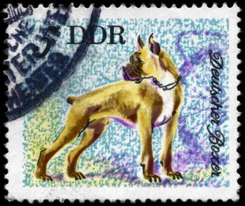 GDR - CIRCA 1976: A Stamp printed in GDR shows image of a Boxer from the series Dogs, circa 1976