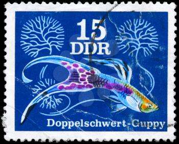 GDR - CIRCA 1976: A Stamp printed in GDR shows image of a Guppy  from the series Various guppies, circa 1976
