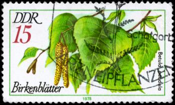 GDR - CIRCA 1978: A Stamp printed in GDR shows image of a Birch Betula pendula, from the series Medicinal Plants, circa 1978