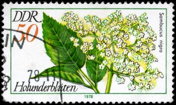 GDR - CIRCA 1978: A Stamp printed in GDR shows image of a Elder Sambucus nigra, from the series Medicinal Plants, circa 1978