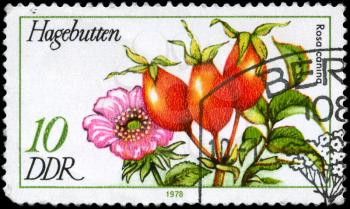 GDR - CIRCA 1978: A Stamp printed in GDR shows image of a Hips and Dog Rose Rosa canina, from the series Medicinal Plants, circa 1978
