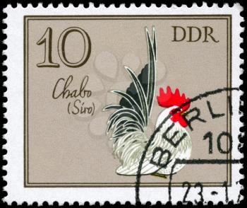 GDR - CIRCA 1979: A Stamp shows image of a Rooster with the designation Chabo from the series German Cocks, circa 1979