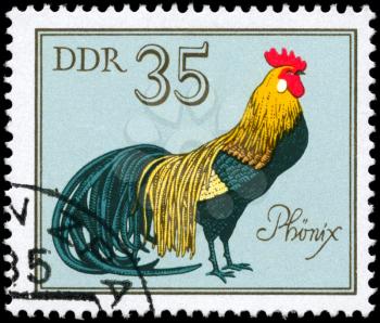 GDR - CIRCA 1979: A Stamp shows image of a Rooster with the designation Phoenix from the series German Cocks, circa 1979