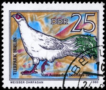 GDR - CIRCA 1980: A Stamp shows image of a White-eared Pheasant with the inscription Weisser Ohrfasan, Tierpark Berlin, from the series Endangered Animals, circa 1980