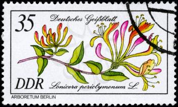 GDR - CIRCA 1981: A Stamp shows image of a Honeysuckle with the designation Lonicera periclymenum L. from the series Arboretum Berlin, circa 1981