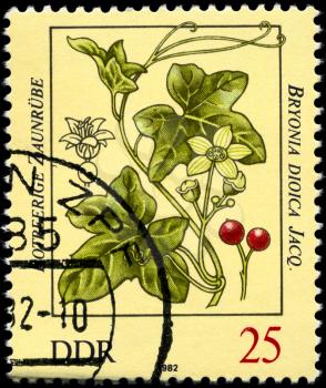 GDR - CIRCA 1982: A Stamp shows image of a Bryony with the inscription Bryonia dioica Jacq., series, circa 1982