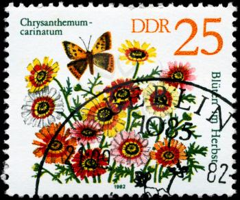 GDR - CIRCA 1982: A Stamp shows image of a Chrysanthemum with the inscription Chrysanthemum - carinatum, from the series Autumn Flowers, circa 1982