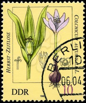 GDR - CIRCA 1982: A Stamp shows image of a Colchicum with the inscription Colchicum autumnale L., series, circa 1982