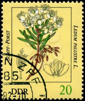 GDR - CIRCA 1982: A Stamp shows image of a Ledum with the inscription Ledum palustre L., series, circa 1982