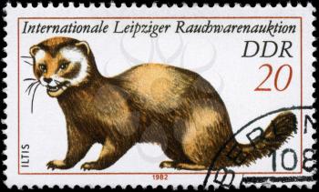 GDR - CIRCA 1982: A Stamp printed in GDR shows image of a Polecat from the series Intl. Fur Auction, Leipzig, circa 1982