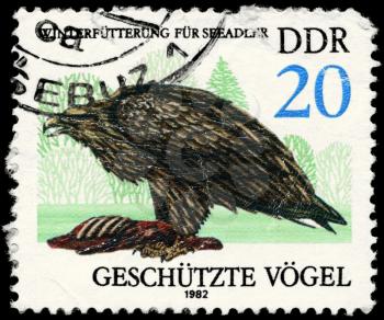 GDR - CIRCA 1982: A Stamp shows image of a Sea Eagle from the series Protected birds, circa 1982