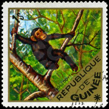 GUINEA - CIRCA 1975: A Stamp shows image of a chimpanzee with the inscription Pan 
Troglodytes, series, circa 1975
