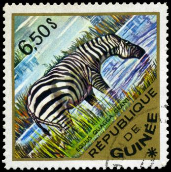 GUINEA - CIRCA 1975: A Stamp shows image of a zebra with the inscription Equus Quagga Granti, series, circa 1975