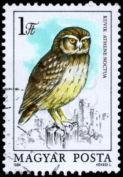 HUNGARY - CIRCA 1984: A Stamp shows image of a Little Owl with the inscription Athene noctua from the series Owls, circa 1984