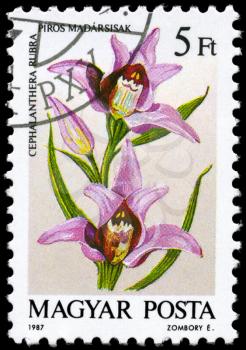 HUNGARY - CIRCA 1987: A Stamp printed in HUNGARY shows image of a Cephalanthera rubra, from the series Orchids, circa 1987