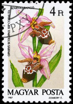 HUNGARY - CIRCA 1987: A Stamp printed in HUNGARY shows image of a Ophrys scolopax cornuta, from the series Orchids, circa 1987
