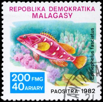 MALAGASY - CIRCA 1982: A Stamp printed in MALAGASY shows image of a Grouper with the inscription Epinephelus fasciatus from the series Local Fish, circa 1982