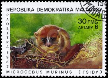 MALAGASY REPUBLIC - CIRCA 1983: A Stamp printed in MALAGASY REPUBLIC shows image of a Lesser Mouse Lemur with the description Microcebus murinus from the series Various Lemurs, circa 1983