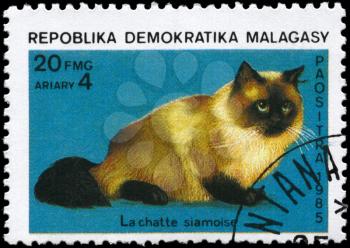 MALAGASY REPUBLIC - CIRCA 1985: A Stamp printed in MALAGASY REPUBLIC shows image of a Siamese Cat from the series Cats and Dogs, circa 1985