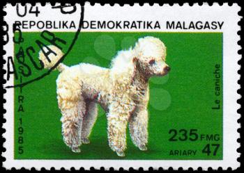 MALAGASY REPUBLIC - CIRCA 1985: A Stamp printed in MALAGASY shows image of a Poodle from the series Cats and Dogs, circa 1985