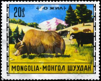 MONGOLIA - CIRCA 1971: A Stamp printed in MONGOLIA shows image of a Yaks from the series Mongolian livestock breeding, circa 1971