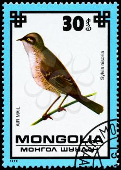 MONGOLIA - CIRCA 1979: A Stamp shows image of a Hawk Warbler with the designation Sylvia nisoria from the series Protected Birds, circa 1979