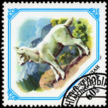 MONGOLIA - CIRCA 1982: A Stamp shows image of a goatling, series, circa 1982