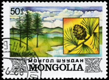 MONGOLIA - CIRCA 1982: A Stamp printed in MONGOLIA shows the Siberian Larch, with the description Larix sibirica, series, circa 1982