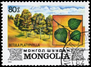 MONGOLIA - CIRCA 1982: A Stamp printed in MONGOLIA shows the Japanese White Birch, with the description Betula platyphylla, series, circa 1982