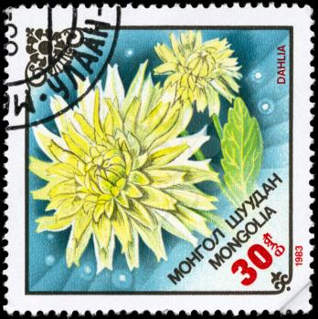 MONGOLIA - CIRCA 1983: A Stamp printed in MONGOLIA shows image of a Dahlias, from the series Local Flowers, circa 1983
