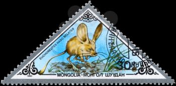 MONGOLIA - CIRCA 1983: A Stamp printed in MONGOLIA shows image of a Long-eared Jerboa with the designation Euchoreutes naso sclater from the series Rodents, circa 1983