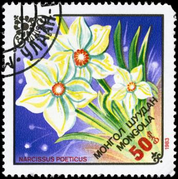 MONGOLIA - CIRCA 1983: A Stamp printed in MONGOLIA shows image of a Narcissus poeticus, from the series Local Flowers, circa 1983