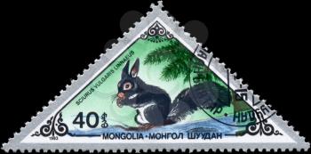 MONGOLIA - CIRCA 1983: A Stamp printed in MONGOLIA shows image of a Squirrel with the designation Sciurus vulgaris linnaeus from the series Rodents, circa 1983