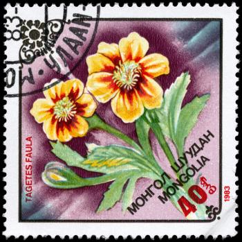 MONGOLIA - CIRCA 1983: A Stamp printed in MONGOLIA shows image of a Tagetes faula, from the series Local Flowers, circa 1983