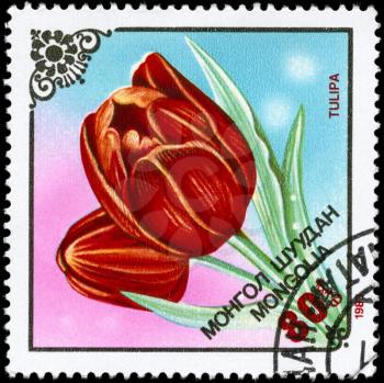 MONGOLIA - CIRCA 1983: A Stamp printed in MONGOLIA shows image of a Tulips, from the series Local Flowers, circa 1983