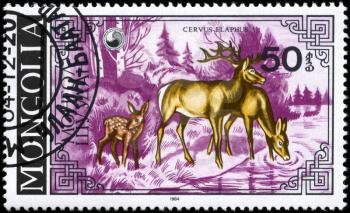MONGOLIA - CIRCA 1984: A Stamp printed in MONGOLIA shows image of a Deers with the description Cervus elaphus, series, circa 1984