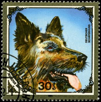 MONGOLIA - CIRCA 1984: A Stamp printed in MONGOLIA shows image of a German Sheepdog from the series Dogs, circa 1984