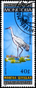 MONGOLIA - CIRCA 1985: A Stamp shows image of a Snow Crane with the inscription Grus leucogeranus from the series Birds, circa 1985