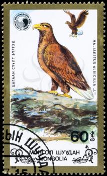 MONGOLIA - CIRCA 1988: A Stamp shows image of a Eagles with the inscription Haliaeetus albicilla from the series Wildlife Conservation, circa 1988
